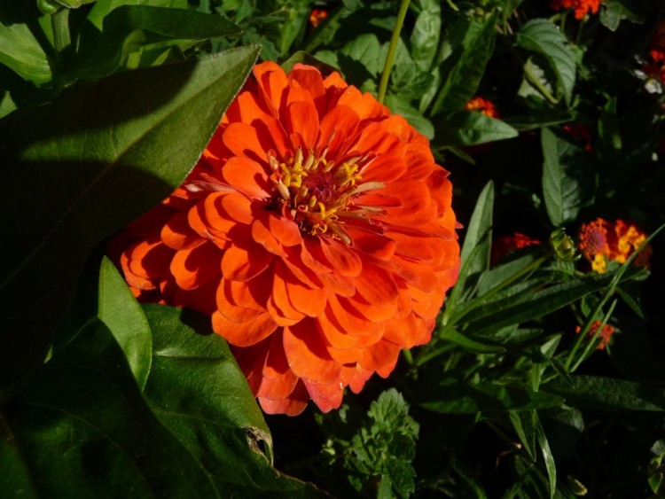 Fonds d'cran Nature Fleurs comme une orange 