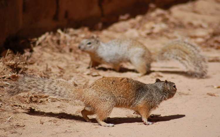 Fonds d'cran Animaux Rongeurs - Ecureuils querelle avant la queue en panache