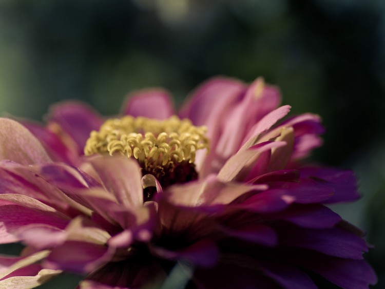 Fonds d'cran Nature Fleurs Zinnia