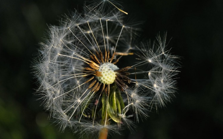 Fonds d'cran Nature Fleurs Un ptit coup de vent et tout s'en va