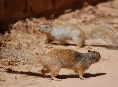 Fonds d'cran Animaux querelle avant la queue en panache