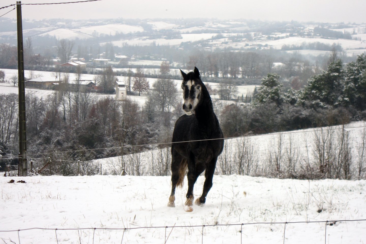 Wallpapers Animals Horses 