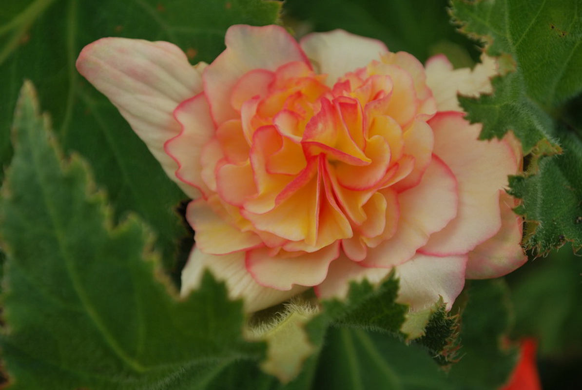 Wallpapers Nature Flowers Begonia