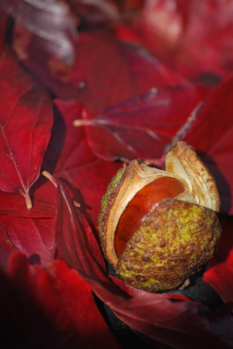 Fonds d'cran Nature Feuilles - Feuillages Feuilles avec un marron