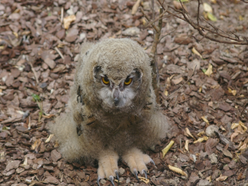 Fonds d'cran Animaux Oiseaux - Hiboux et Chouettes bb chouette