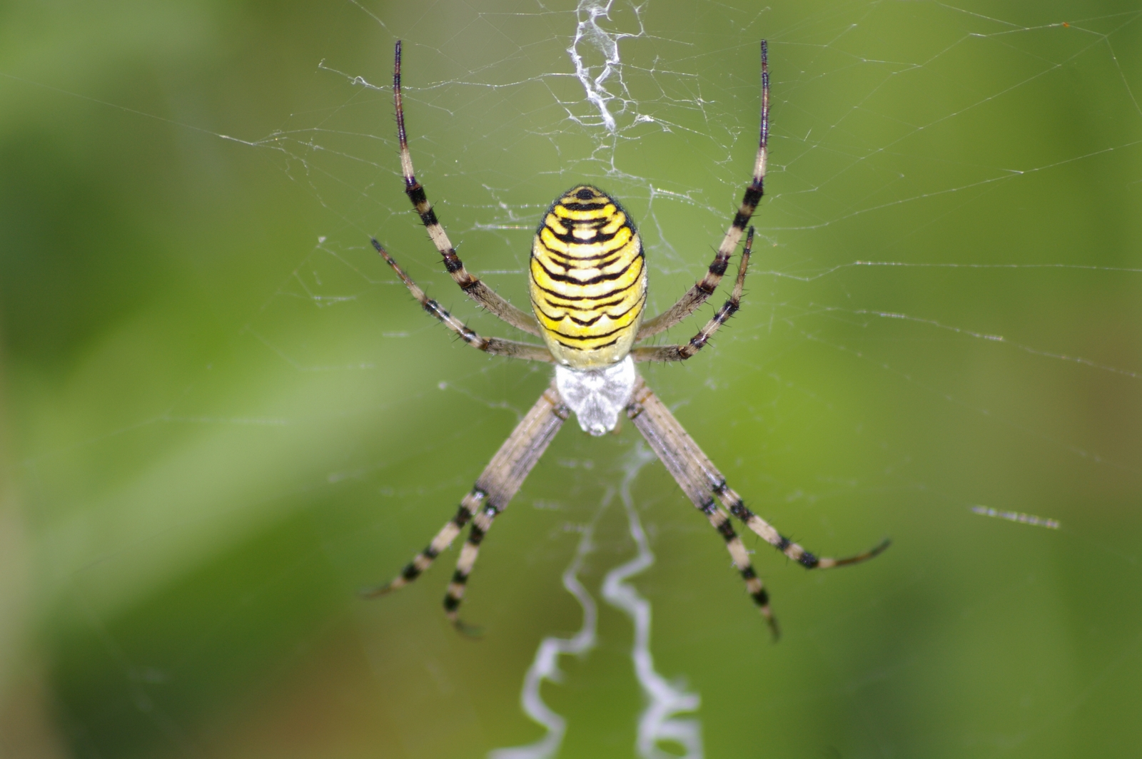 Fonds d'cran Animaux Araignes araigne tigre