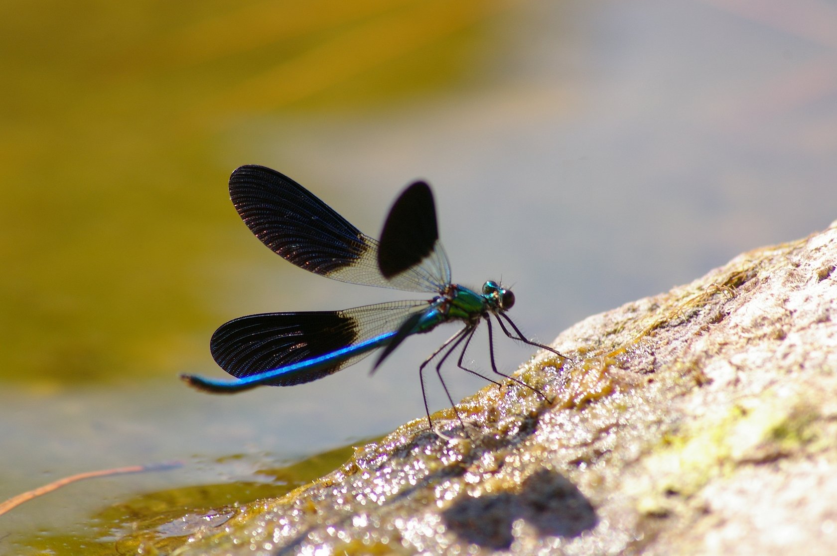 Wallpapers Animals Insects - Dragonflies libellules