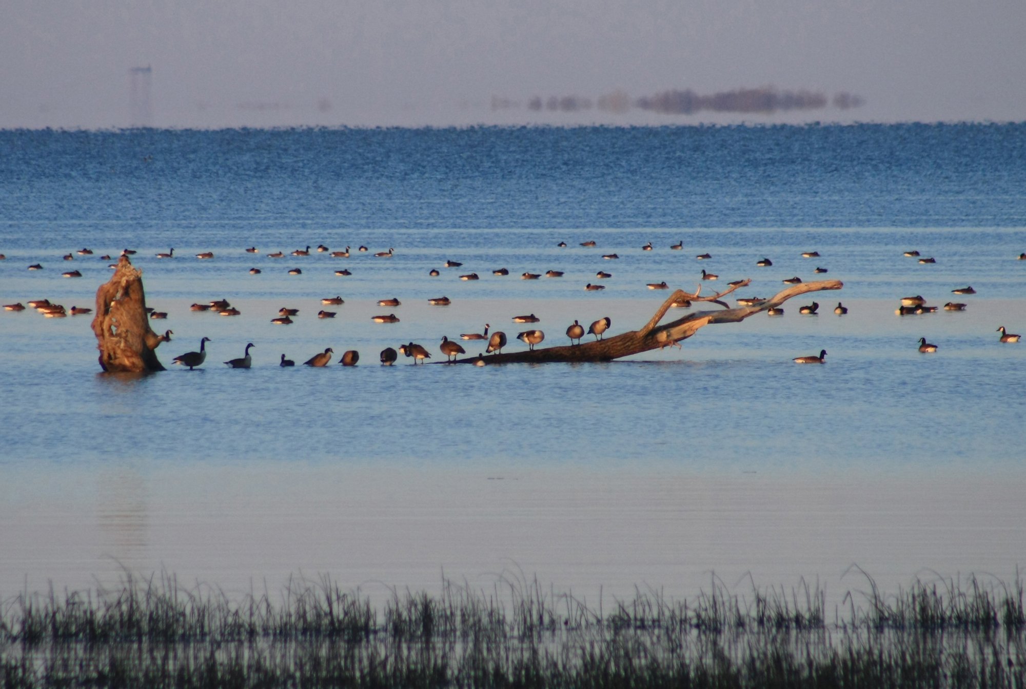 Wallpapers Animals Birds - Gooses Bernache du Canada au lever du soleil