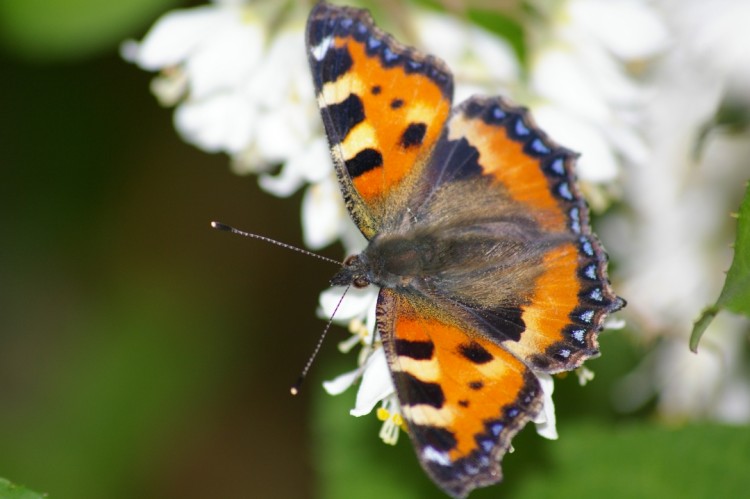 Wallpapers Animals Insects - Butterflies papillon