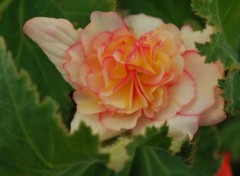 Fonds d'cran Nature Begonia