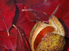 Fonds d'cran Nature Feuilles avec un marron