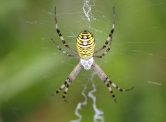 Fonds d'cran Animaux araigne tigre