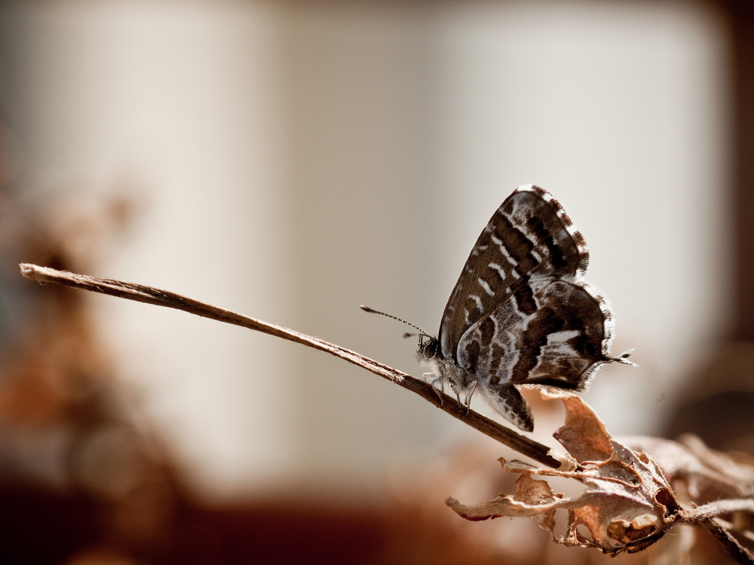 Wallpapers Animals Insects - Butterflies Rampe de lancement