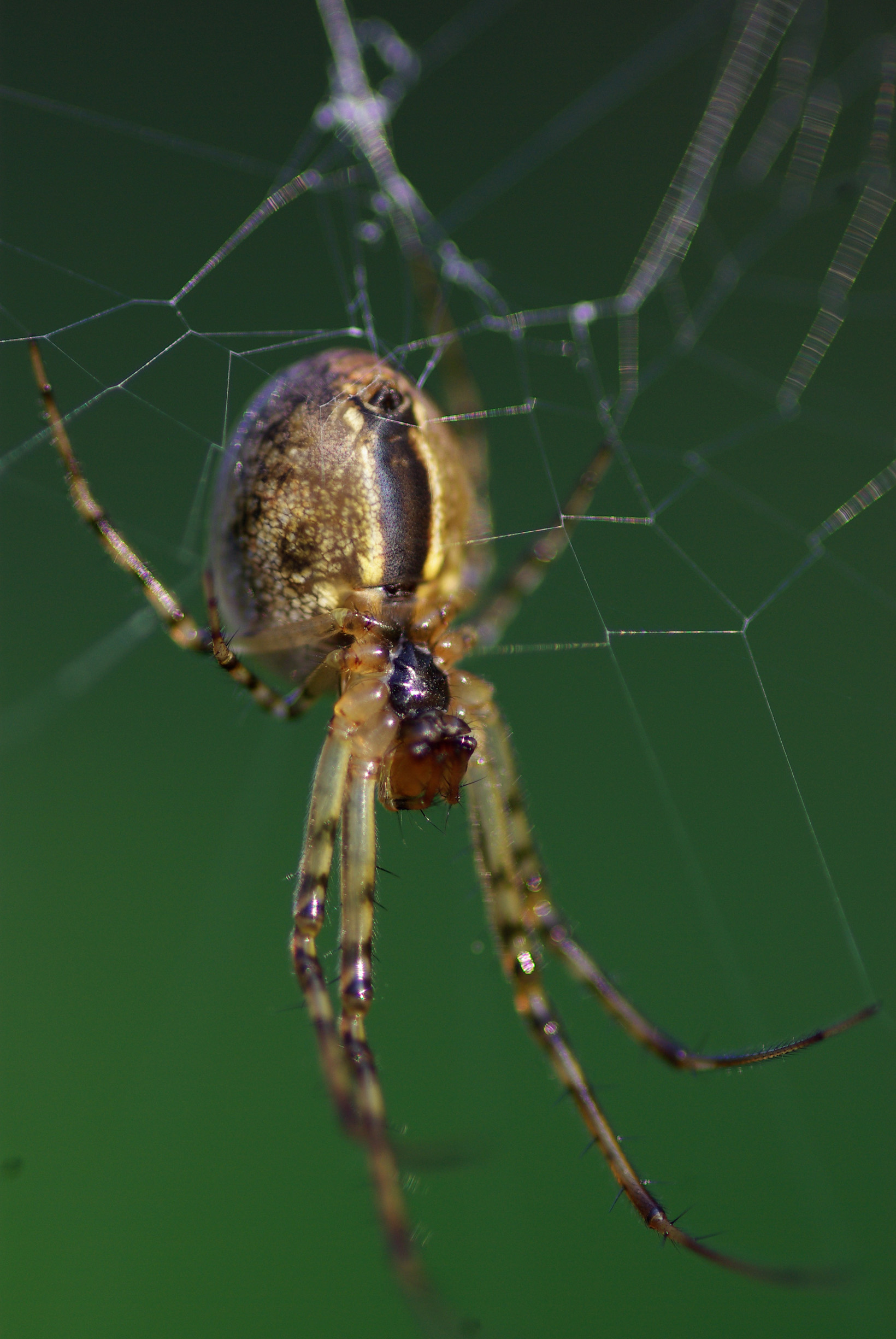 Fonds d'cran Animaux Araignes 