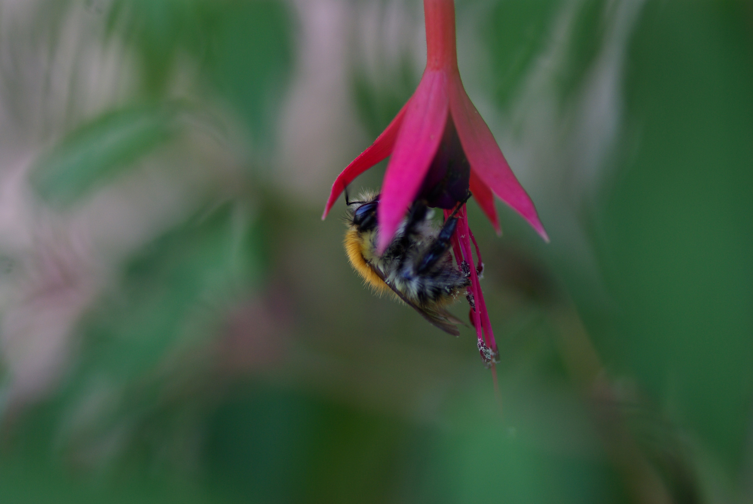 Fonds d'cran Animaux Insectes - Abeilles Gupes ... 