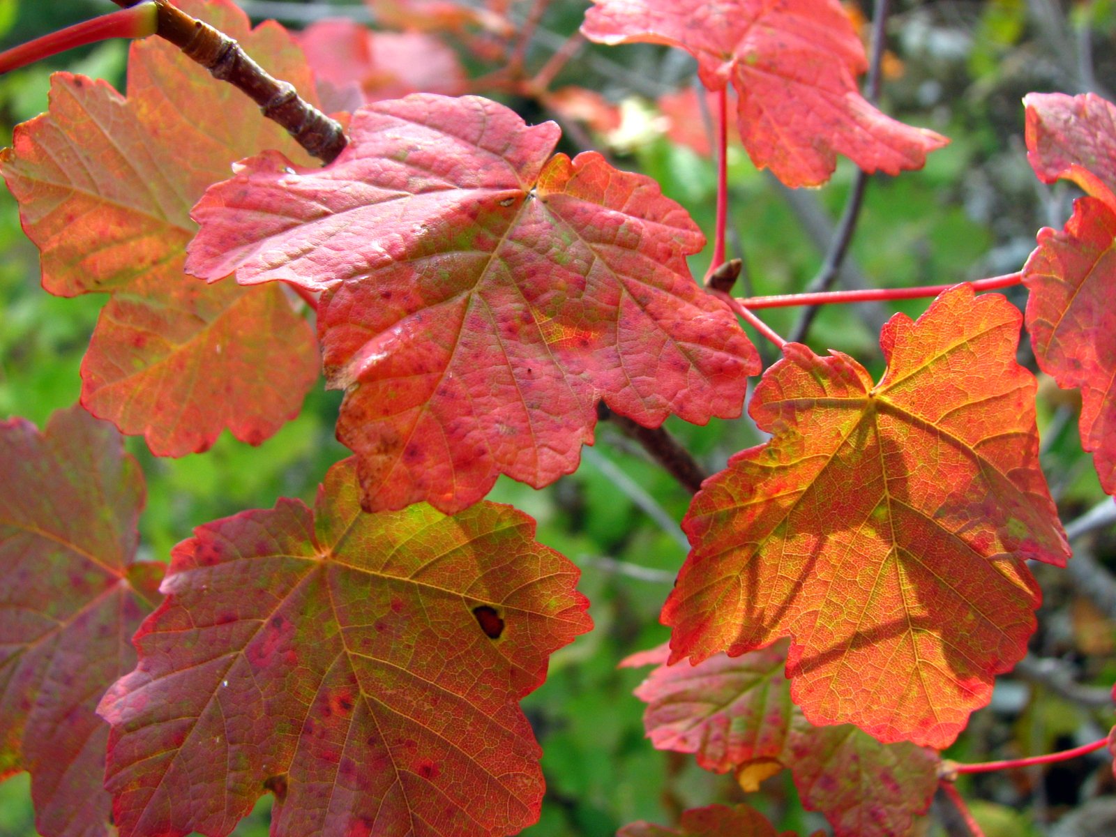 Fonds d'cran Nature Feuilles - Feuillages couleurs d 'Automne