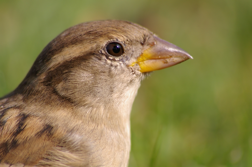 Wallpapers Animals Birds - Sparrows moineaux pas farouche