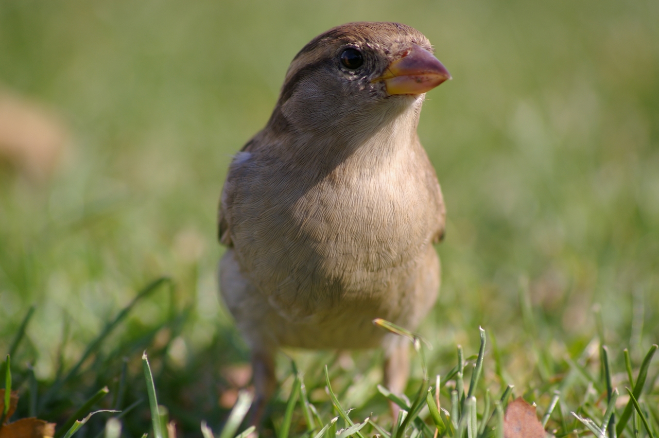 Fonds d'cran Animaux Oiseaux - Moineaux moineaux 