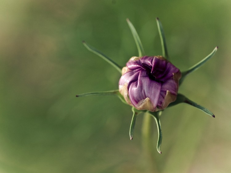 Wallpapers Nature Flowers L'closion