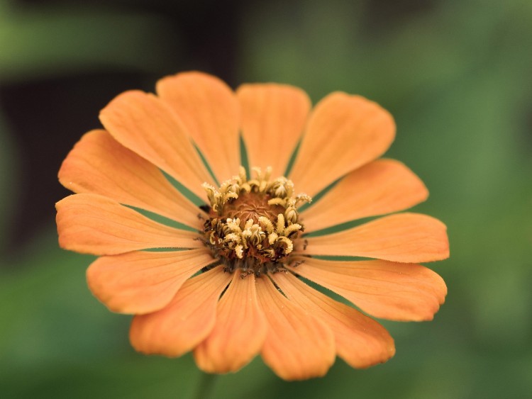 Fonds d'cran Nature Fleurs Zinnia