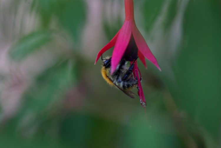 Fonds d'cran Animaux Insectes - Abeilles Gupes ... Wallpaper N246019