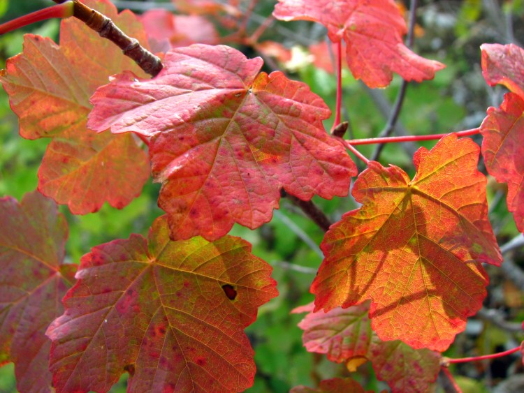 Fonds d'cran Nature Feuilles - Feuillages couleurs d 'Automne