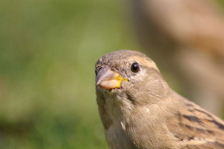 Wallpapers Animals Birds - Sparrows moineaux 