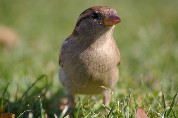 Wallpapers Animals Birds - Sparrows moineaux 