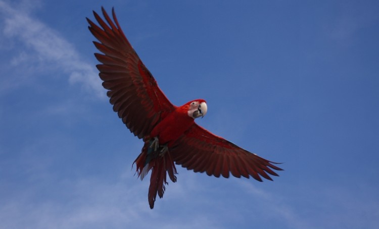 Fonds d'cran Animaux Oiseaux - Perroquets ara chloroptre