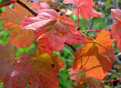 Fonds d'cran Nature couleurs d 'Automne