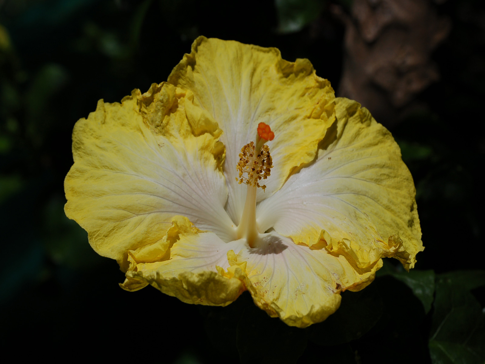 Fonds d'cran Nature Fleurs Hibiscus