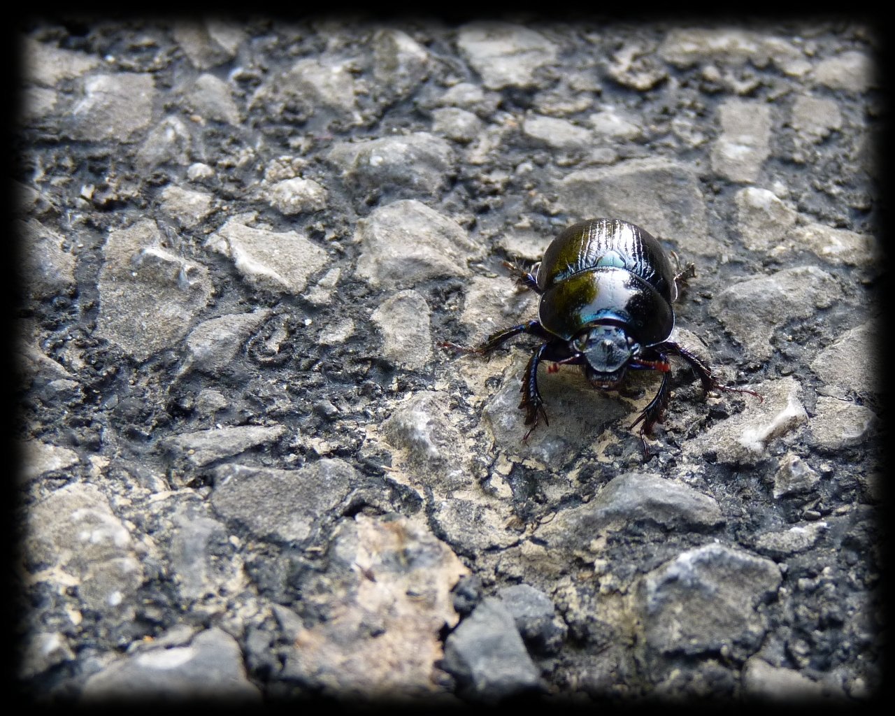 Fonds d'cran Animaux Insectes - Scarabes Balade sur le sol dur