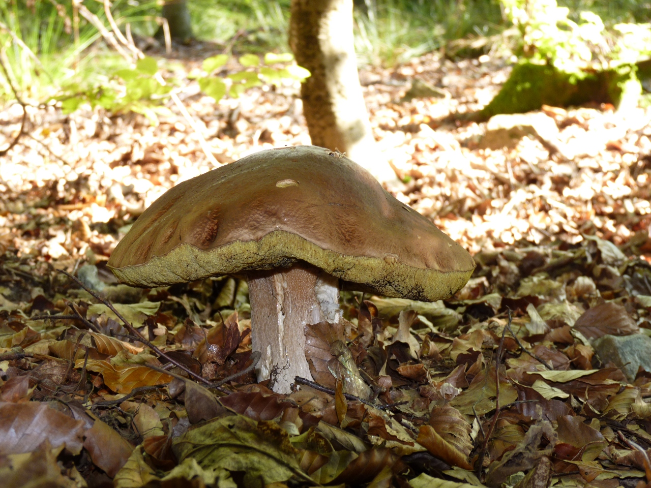 Fonds d'cran Nature Champignons Gros bollet