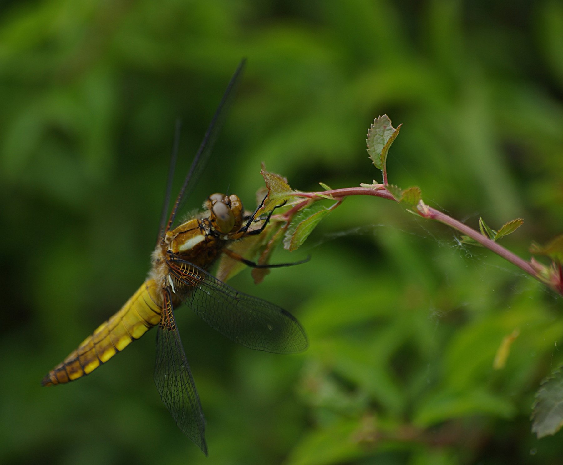 Fonds d'cran Animaux Insectes - Libellules 