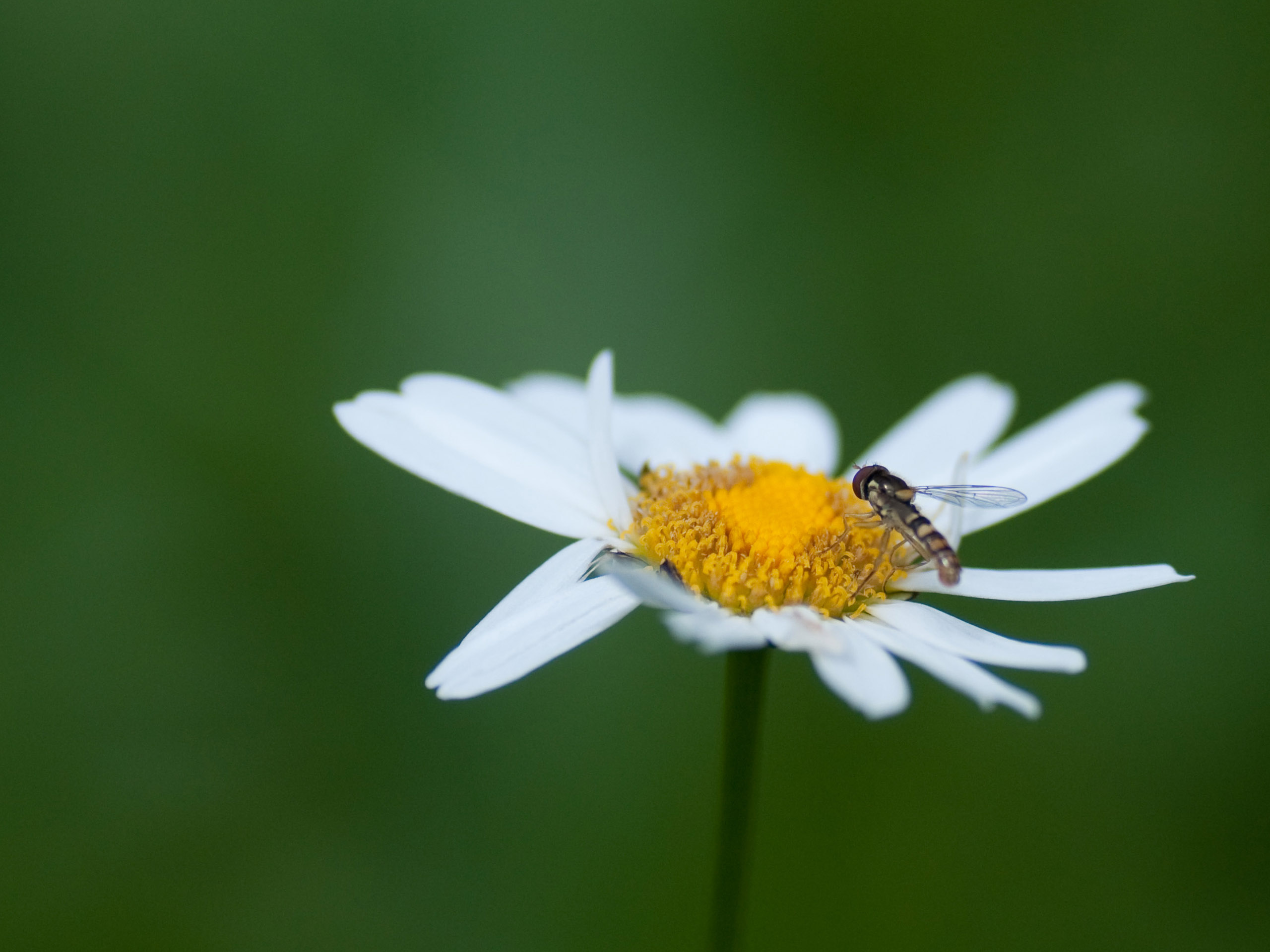 Wallpapers Nature Flowers 