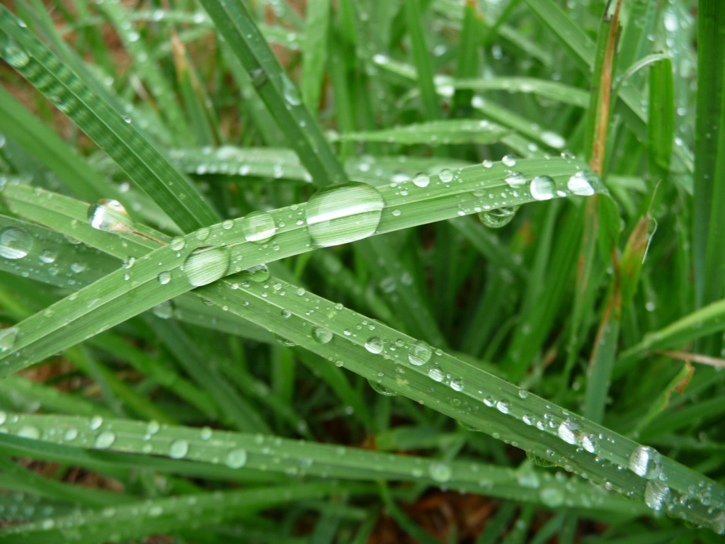 Fonds d'cran Nature Herbes des perles de pluie