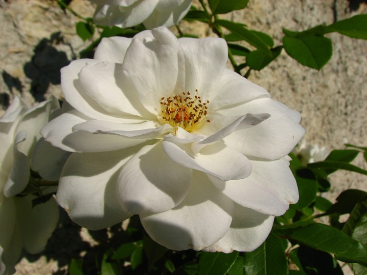 Wallpapers Nature Flowers ..Voici  une rose blanche .....