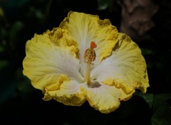 Fonds d'cran Nature Hibiscus