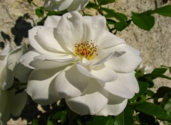 Wallpapers Nature ..Voici  une rose blanche .....