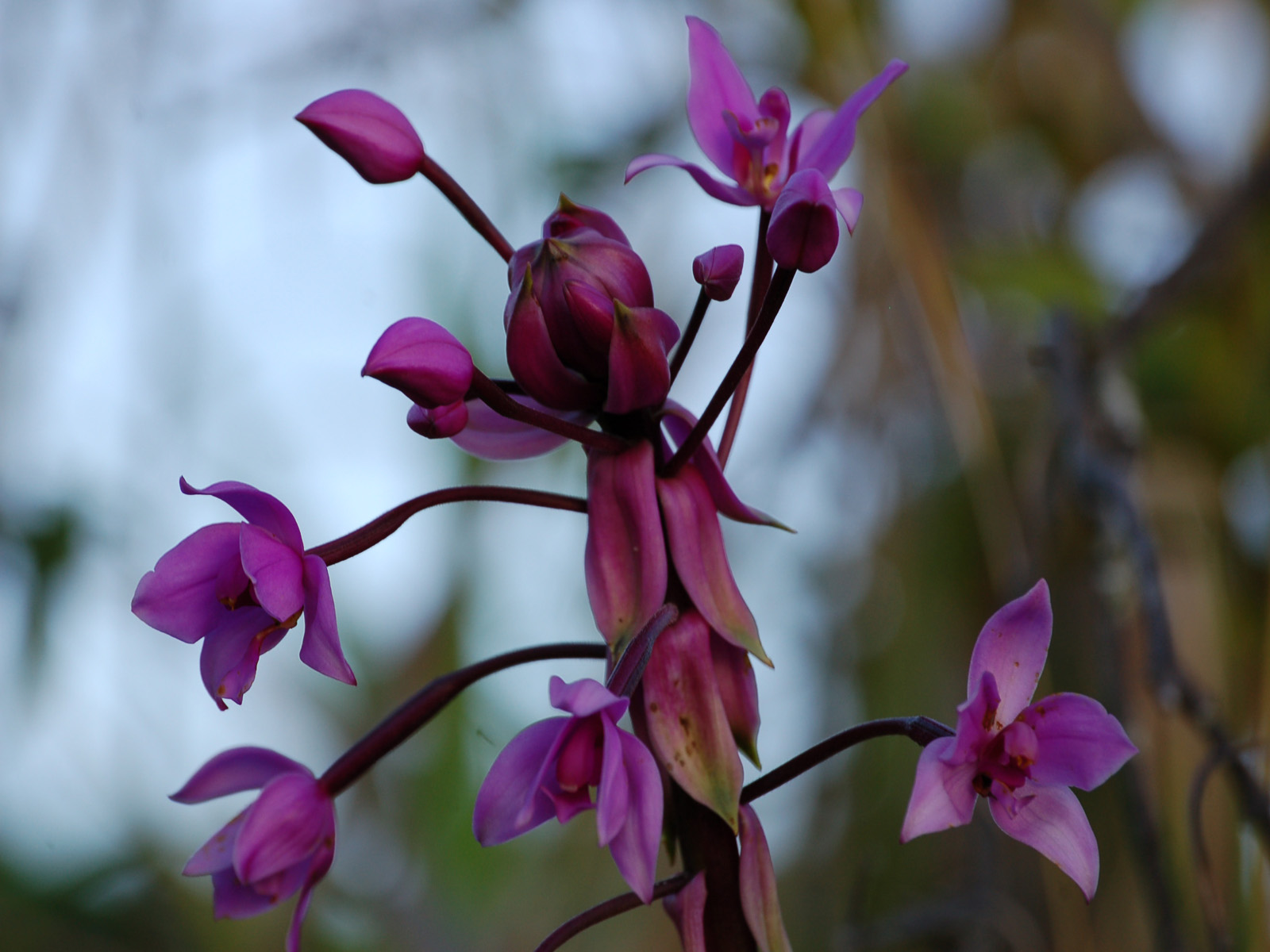 Fonds d'cran Nature Fleurs orchide sauvage