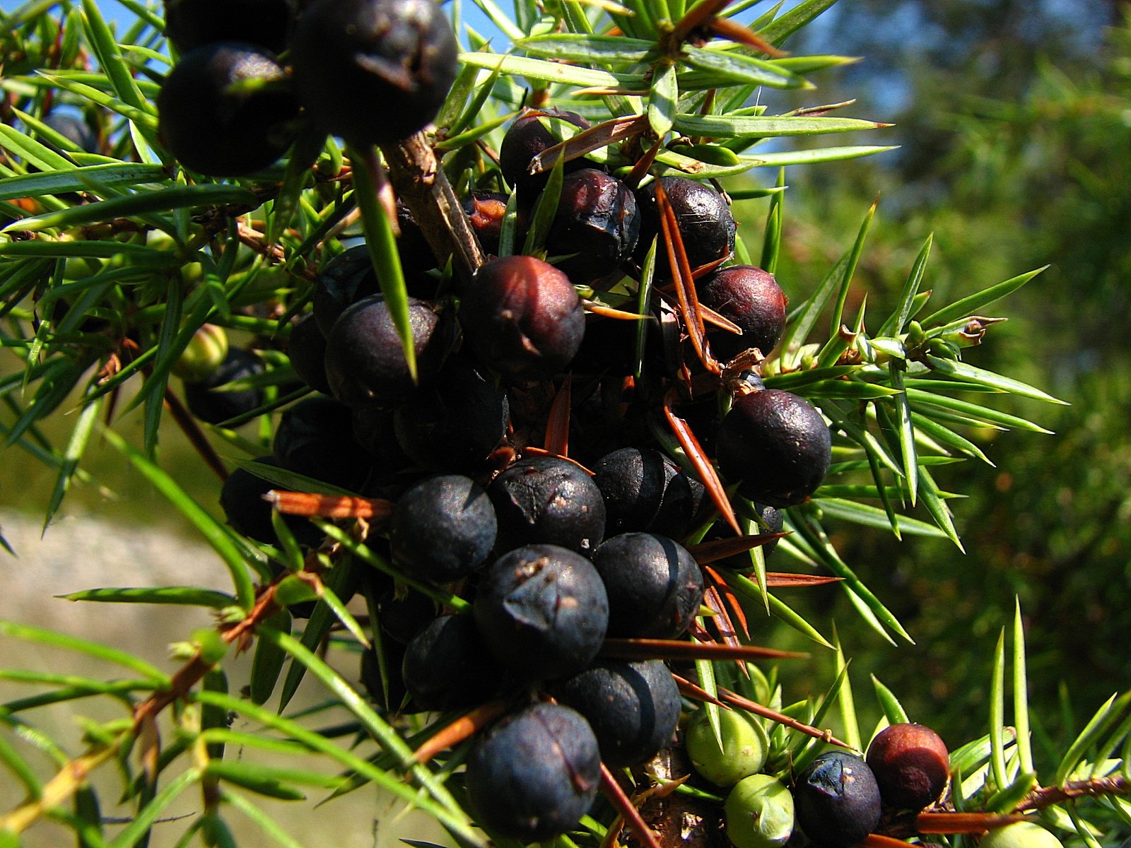 Wallpapers Nature Plants - Shrubs Fruits du genvrier 