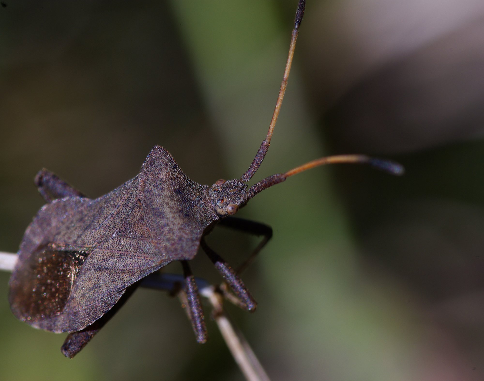 Fonds d'cran Animaux Insectes - Punaises Punaise