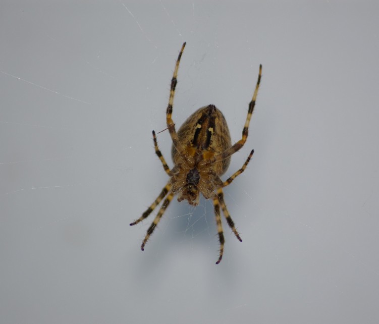 Wallpapers Animals Spiders araigne 