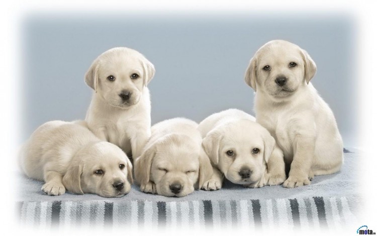 Fonds d'cran Animaux Chiens Wallpaper N246102