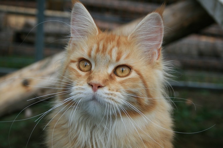 Fonds d'cran Animaux Chats - Chatons Chat  Maine Coon