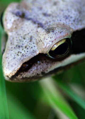 Fonds d'cran Animaux Grenouilles - Crapauds Grenouille