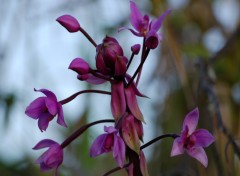 Fonds d'cran Nature orchide sauvage