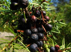 Fonds d'cran Nature Fruits du genvrier 