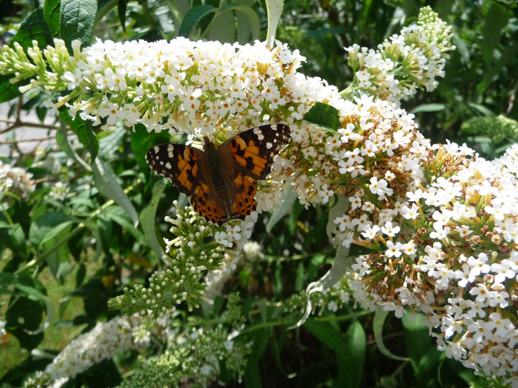 Wallpapers Animals Insects - Butterflies l'arbre aux papillons