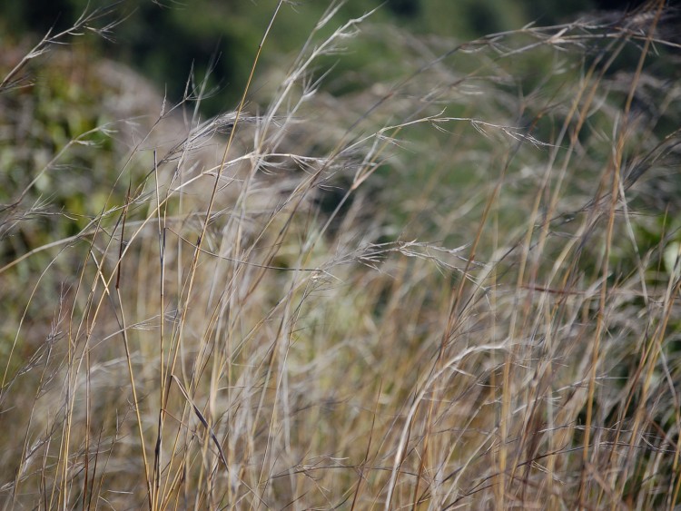 Wallpapers Nature Herbs feuillage